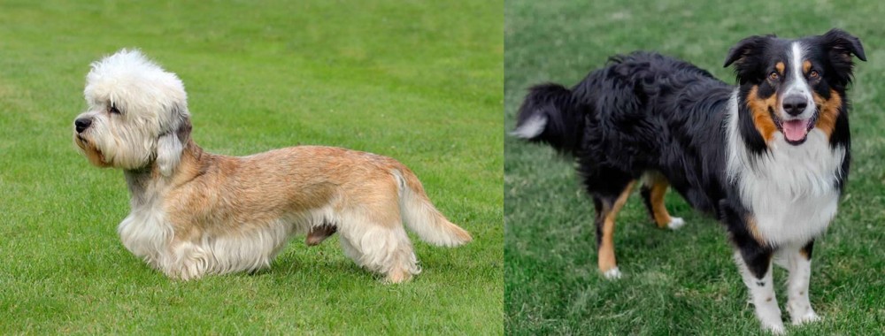 English Shepherd vs Dandie Dinmont Terrier - Breed Comparison