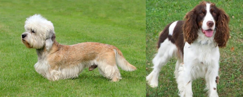 English Springer Spaniel vs Dandie Dinmont Terrier - Breed Comparison