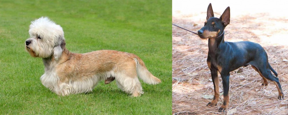 English Toy Terrier (Black & Tan) vs Dandie Dinmont Terrier - Breed Comparison