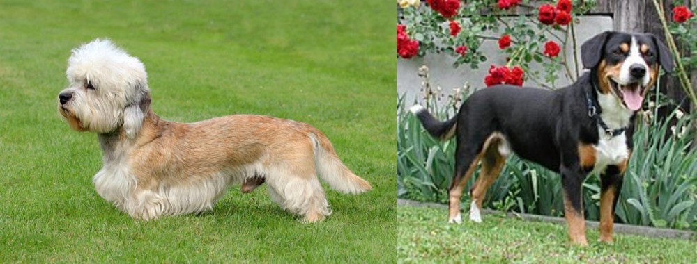 Entlebucher Mountain Dog vs Dandie Dinmont Terrier - Breed Comparison