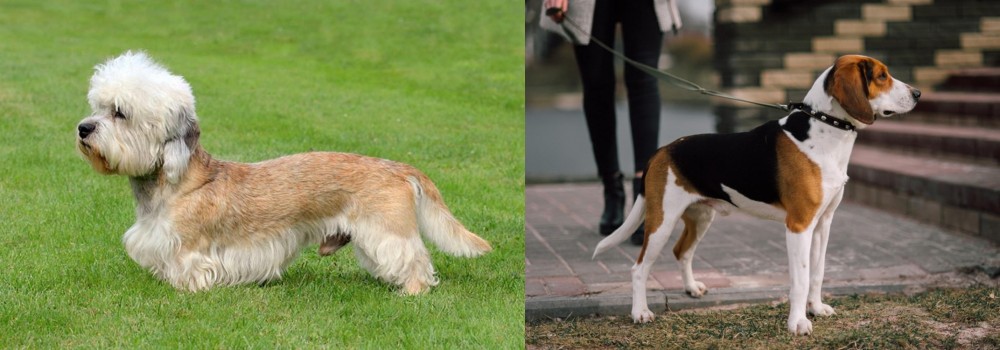 Estonian Hound vs Dandie Dinmont Terrier - Breed Comparison