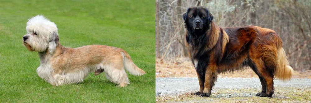 Estrela Mountain Dog vs Dandie Dinmont Terrier - Breed Comparison