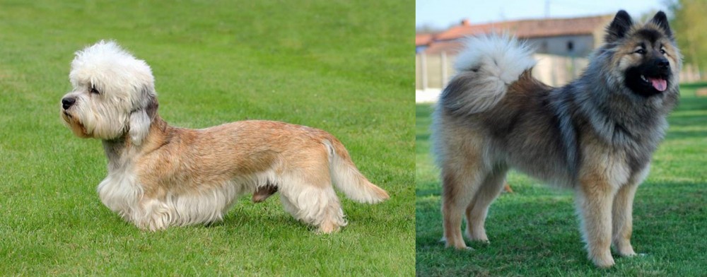 Eurasier vs Dandie Dinmont Terrier - Breed Comparison
