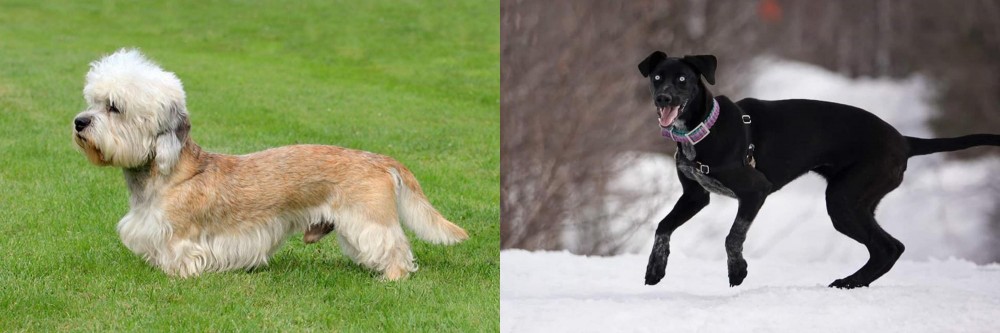 Eurohound vs Dandie Dinmont Terrier - Breed Comparison