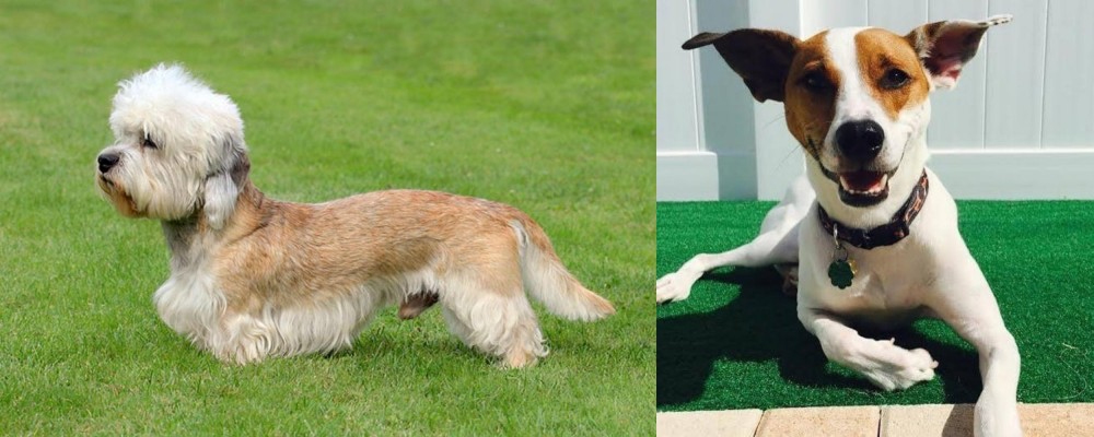 Feist vs Dandie Dinmont Terrier - Breed Comparison