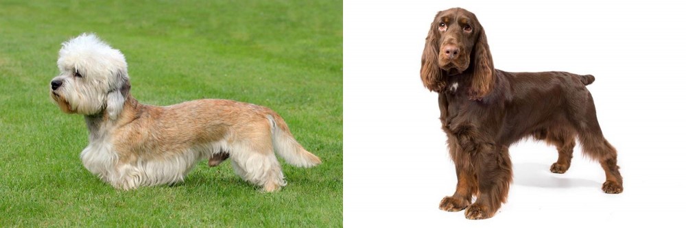 Field Spaniel vs Dandie Dinmont Terrier - Breed Comparison