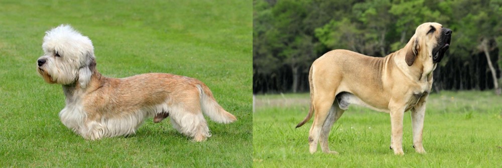 Fila Brasileiro vs Dandie Dinmont Terrier - Breed Comparison