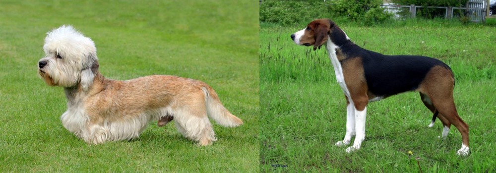 Finnish Hound vs Dandie Dinmont Terrier - Breed Comparison