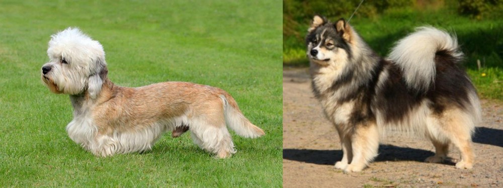 Finnish Lapphund vs Dandie Dinmont Terrier - Breed Comparison