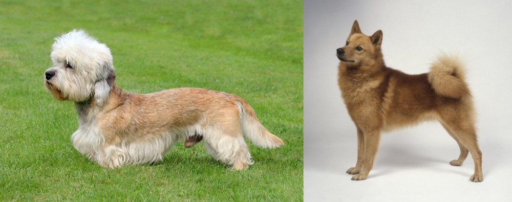 Finnish Spitz vs Dandie Dinmont Terrier - Breed Comparison