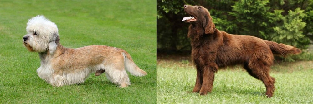 Flat-Coated Retriever vs Dandie Dinmont Terrier - Breed Comparison