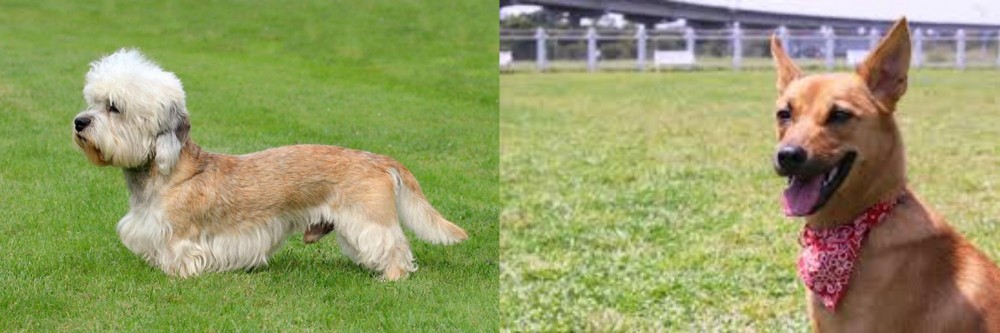 Formosan Mountain Dog vs Dandie Dinmont Terrier - Breed Comparison