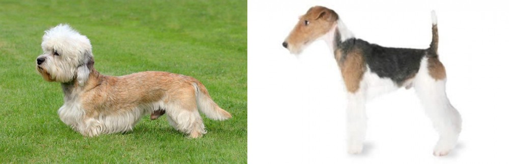 Fox Terrier vs Dandie Dinmont Terrier - Breed Comparison