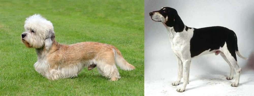 Francais Blanc et Noir vs Dandie Dinmont Terrier - Breed Comparison