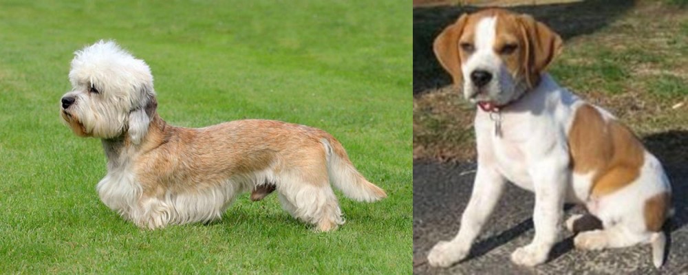 Francais Blanc et Orange vs Dandie Dinmont Terrier - Breed Comparison