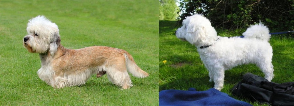 Franzuskaya Bolonka vs Dandie Dinmont Terrier - Breed Comparison