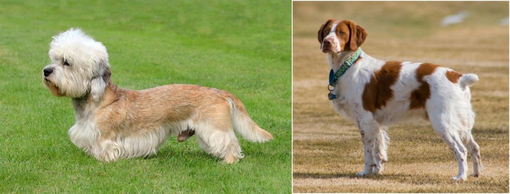 French Brittany vs Dandie Dinmont Terrier - Breed Comparison