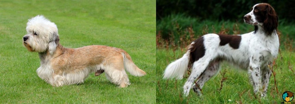 French Spaniel vs Dandie Dinmont Terrier - Breed Comparison