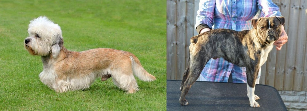 Fruggle vs Dandie Dinmont Terrier - Breed Comparison