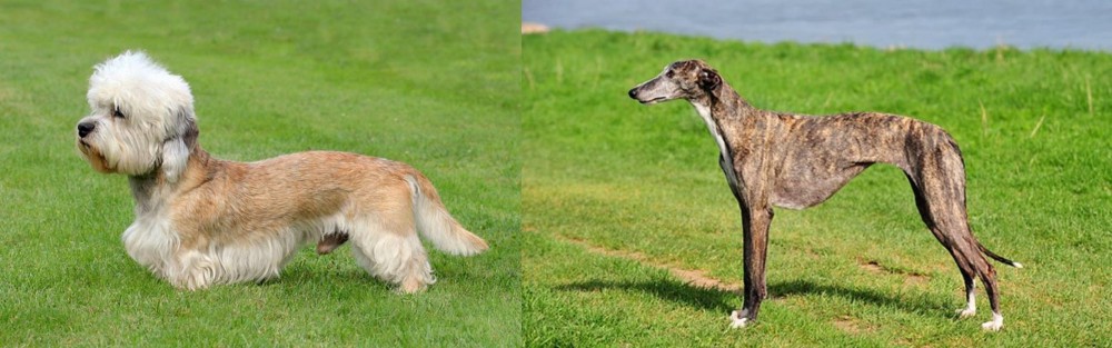 Galgo Espanol vs Dandie Dinmont Terrier - Breed Comparison