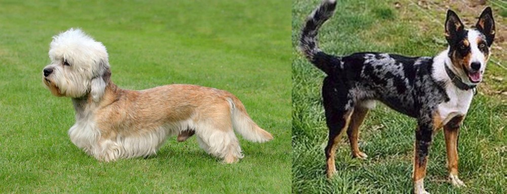 German Coolie vs Dandie Dinmont Terrier - Breed Comparison