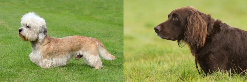 German Longhaired Pointer vs Dandie Dinmont Terrier - Breed Comparison