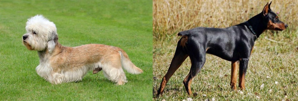 German Pinscher vs Dandie Dinmont Terrier - Breed Comparison