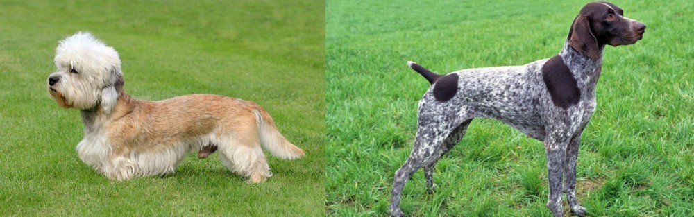 German Shorthaired Pointer vs Dandie Dinmont Terrier - Breed Comparison