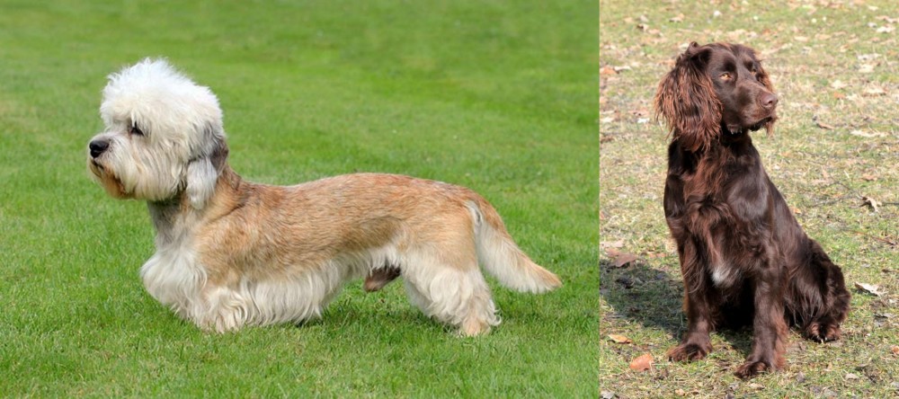 German Spaniel vs Dandie Dinmont Terrier - Breed Comparison