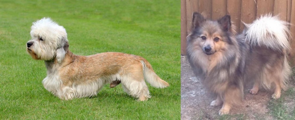 German Spitz (Mittel) vs Dandie Dinmont Terrier - Breed Comparison