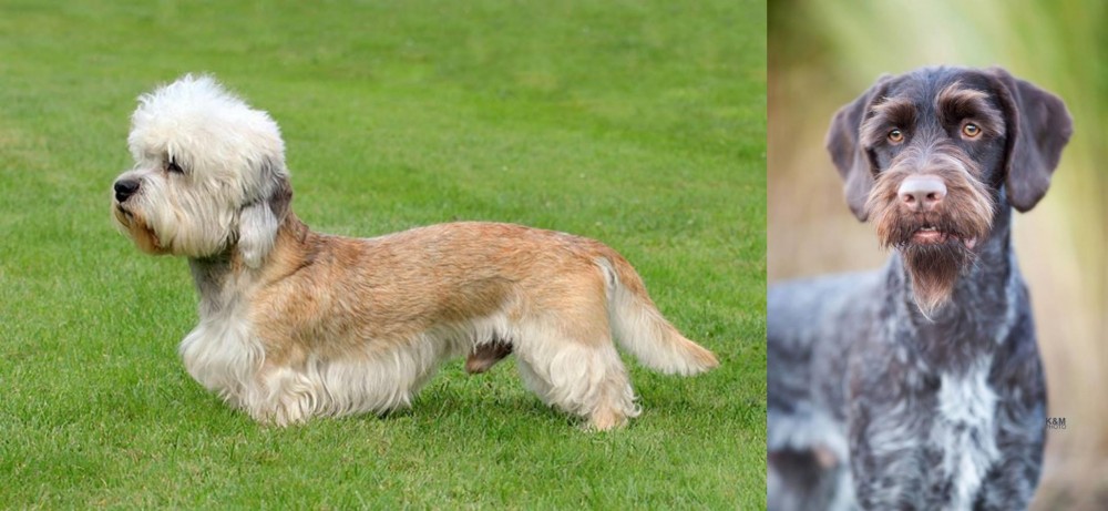 German Wirehaired Pointer vs Dandie Dinmont Terrier - Breed Comparison