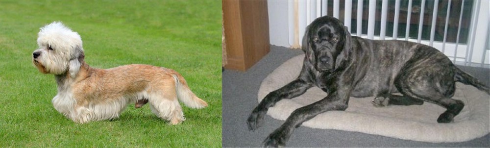 Giant Maso Mastiff vs Dandie Dinmont Terrier - Breed Comparison