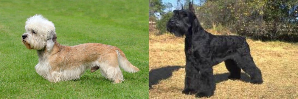 Giant Schnauzer vs Dandie Dinmont Terrier - Breed Comparison