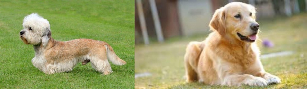 Goldador vs Dandie Dinmont Terrier - Breed Comparison