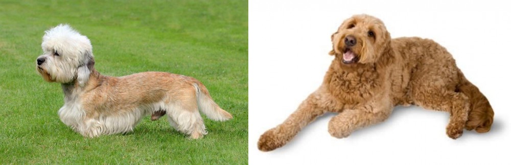 Golden Doodle vs Dandie Dinmont Terrier - Breed Comparison