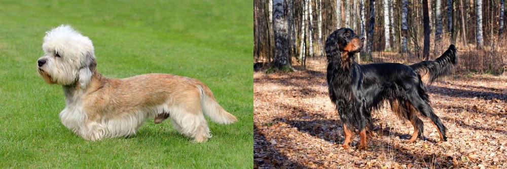 Gordon Setter vs Dandie Dinmont Terrier - Breed Comparison