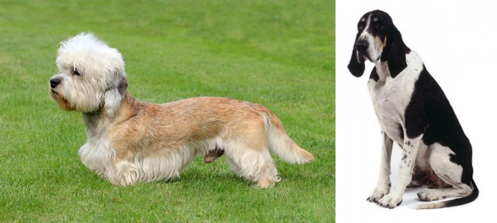 Grand Anglo-Francais Blanc et Noir vs Dandie Dinmont Terrier - Breed Comparison