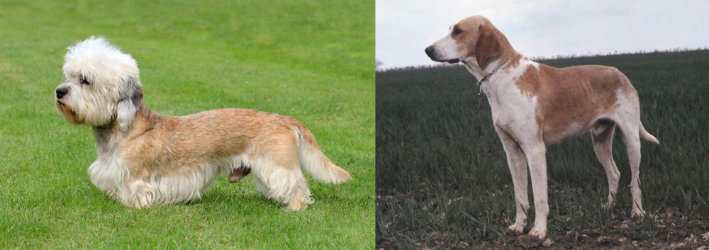 Grand Anglo-Francais Blanc et Orange vs Dandie Dinmont Terrier - Breed Comparison