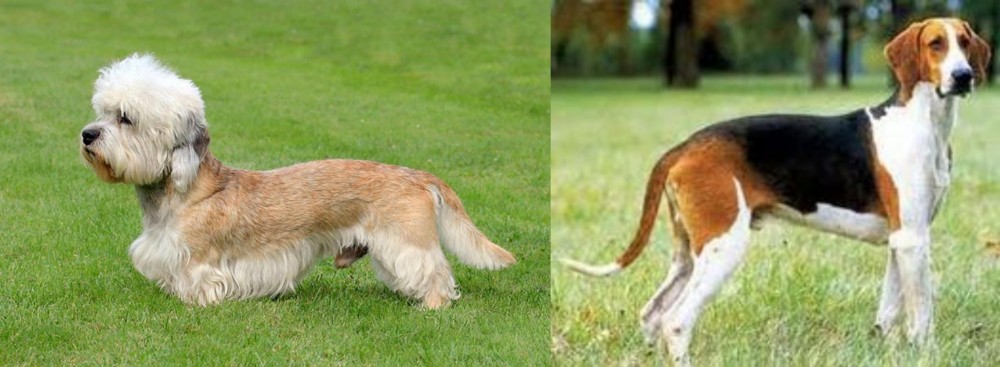 Grand Anglo-Francais Tricolore vs Dandie Dinmont Terrier - Breed Comparison