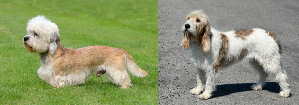 Grand Basset Griffon Vendeen vs Dandie Dinmont Terrier - Breed Comparison