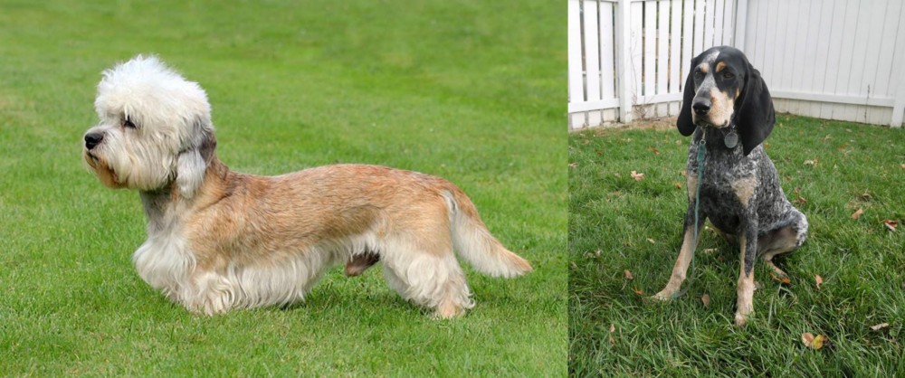 Grand Bleu de Gascogne vs Dandie Dinmont Terrier - Breed Comparison