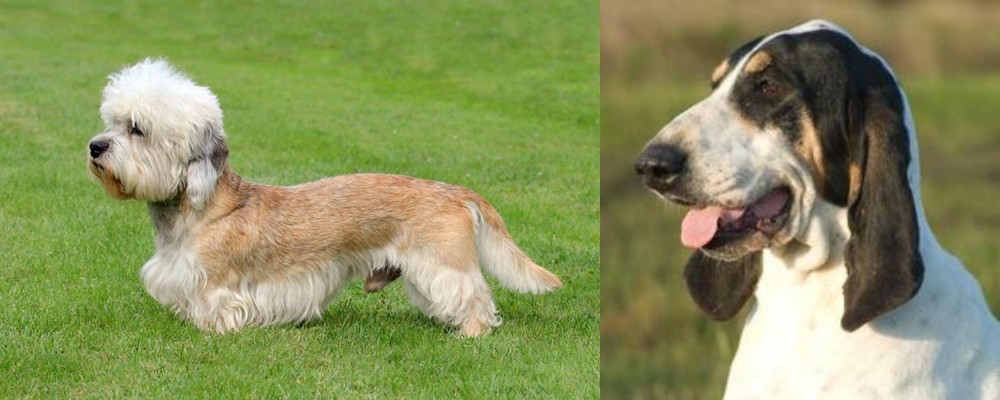 Grand Gascon Saintongeois vs Dandie Dinmont Terrier - Breed Comparison