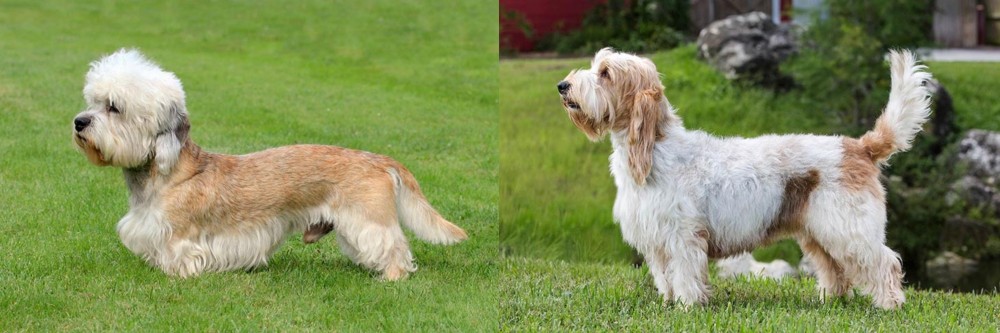 Grand Griffon Vendeen vs Dandie Dinmont Terrier - Breed Comparison
