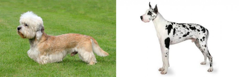 Great Dane vs Dandie Dinmont Terrier - Breed Comparison