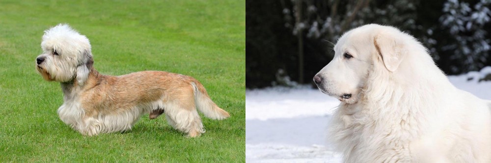 Great Pyrenees vs Dandie Dinmont Terrier - Breed Comparison