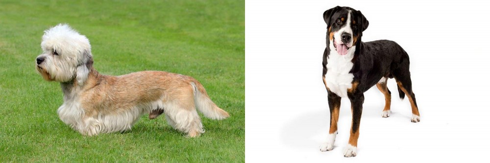 Greater Swiss Mountain Dog vs Dandie Dinmont Terrier - Breed Comparison