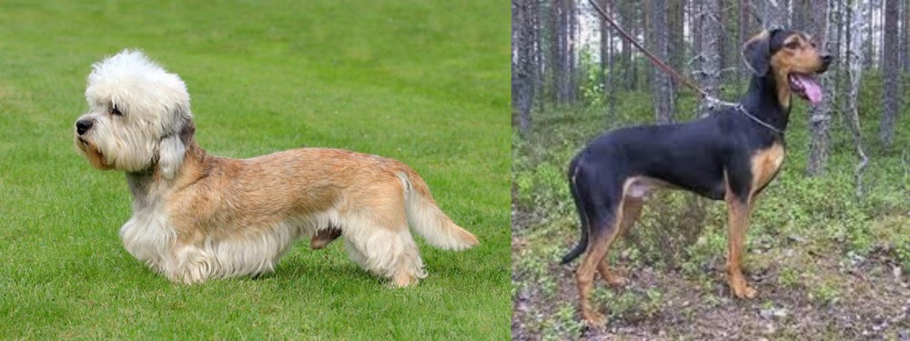 Greek Harehound vs Dandie Dinmont Terrier - Breed Comparison