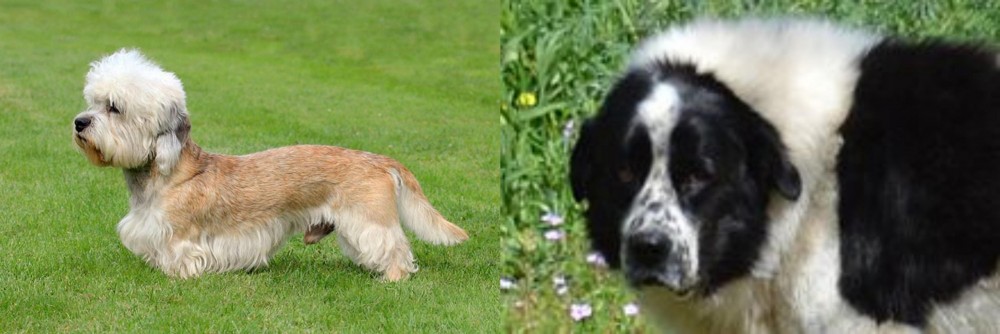 Greek Sheepdog vs Dandie Dinmont Terrier - Breed Comparison