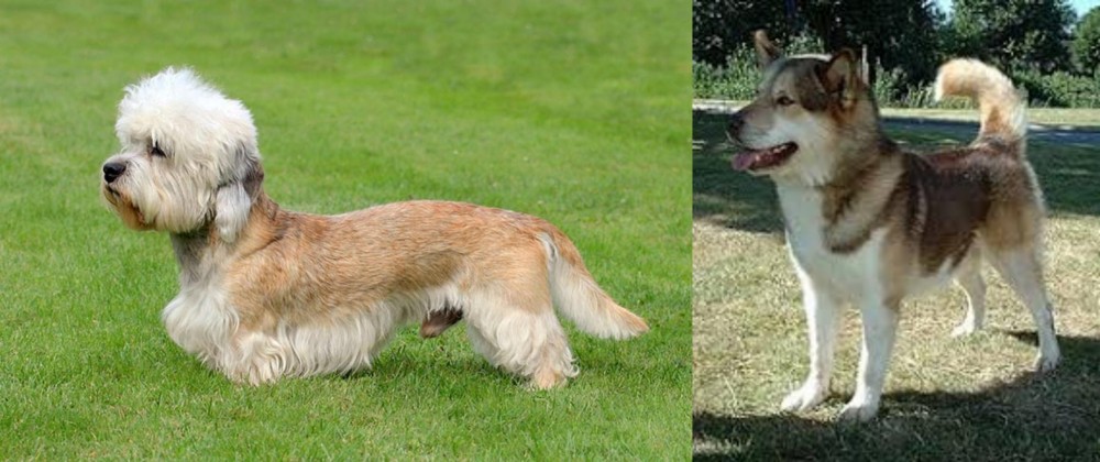 Greenland Dog vs Dandie Dinmont Terrier - Breed Comparison