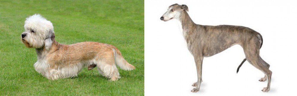 Greyhound vs Dandie Dinmont Terrier - Breed Comparison